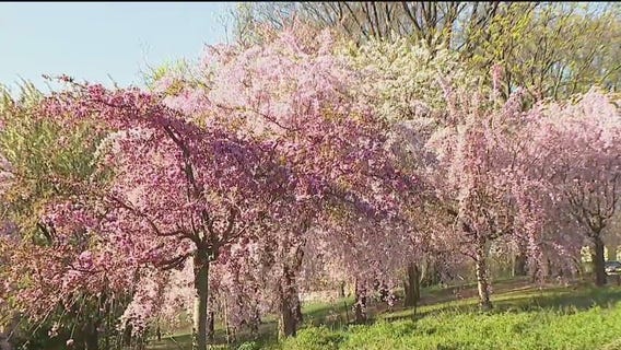 Essex County Cherry Blossom Festival