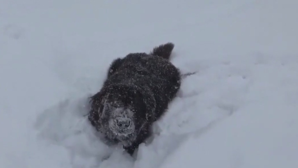 Pet safety tips during bitterly cold weather