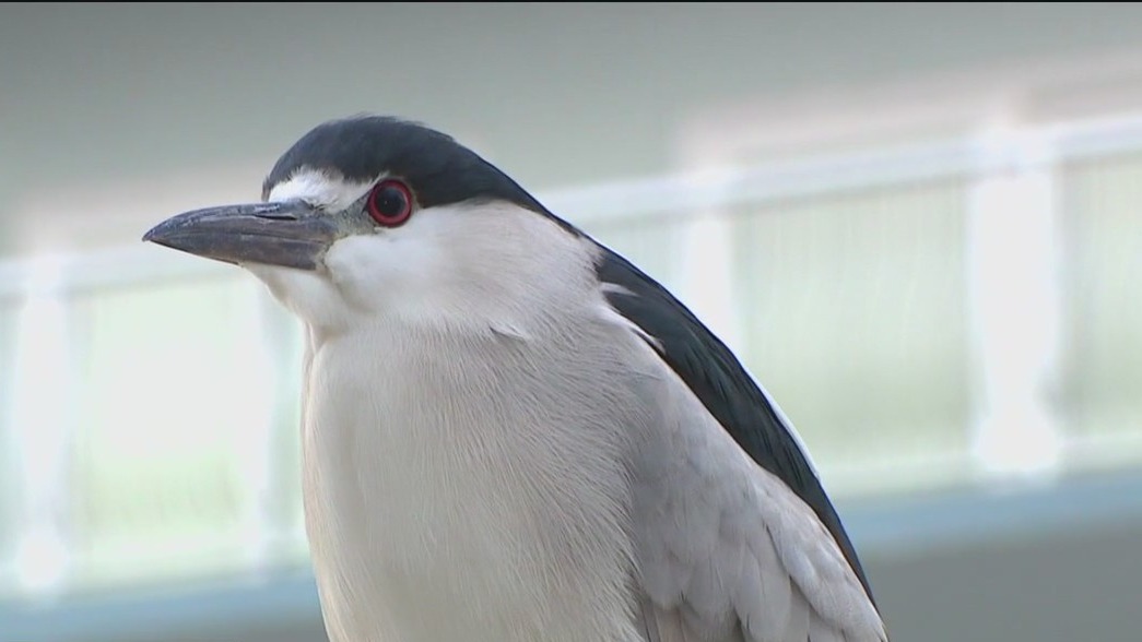 Charley's World | Seaside Seabird Sanctuary