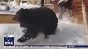 Huge bear evicted from California home: 'He's already found a new place'