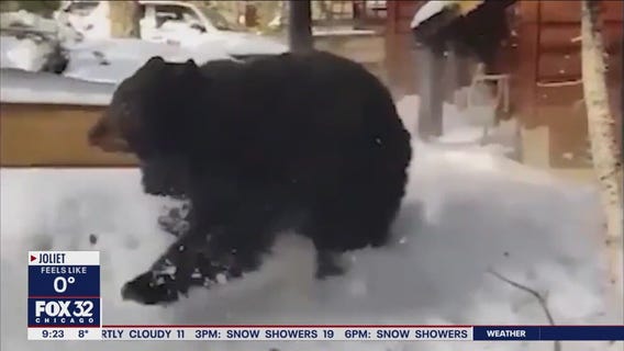 Huge bear evicted from California home: 'He's already found a new place'