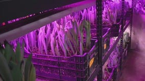 Southside Blooms offers environmentally friendly arrangements