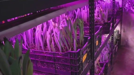 Southside Blooms offers environmentally friendly arrangements