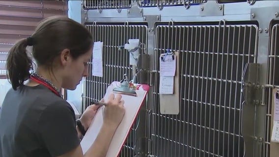 Animals recovering at hospital after fire breaks out at P.A.W.S. Tinley Park shelter