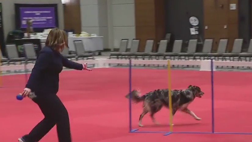 The Great American Dog Show takes place this Sunday