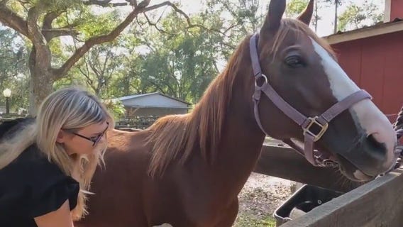 Teen rescues horses left behind during Milton
