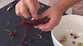 Harvesting Florida cranberries this fall