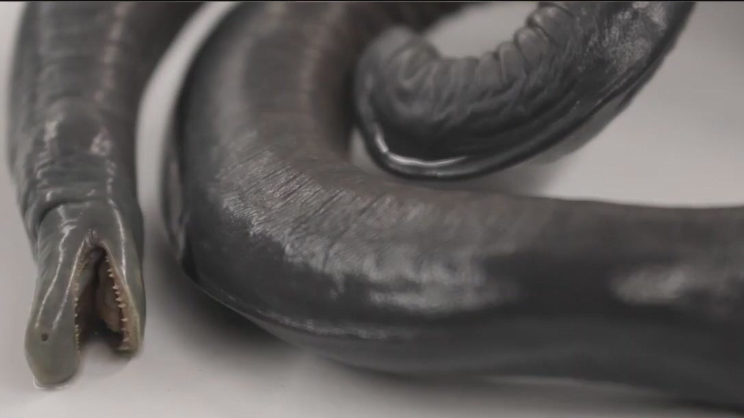 Florida's Invasive Species: Caecilians