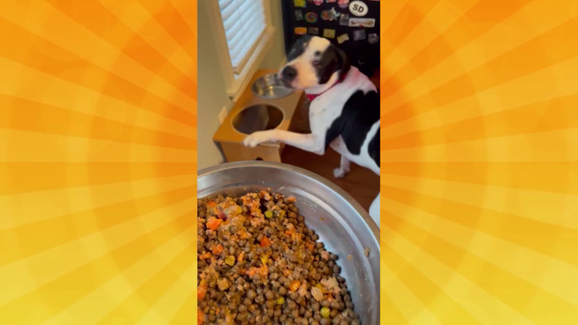 Good Day Pet tricks for Jan. 25