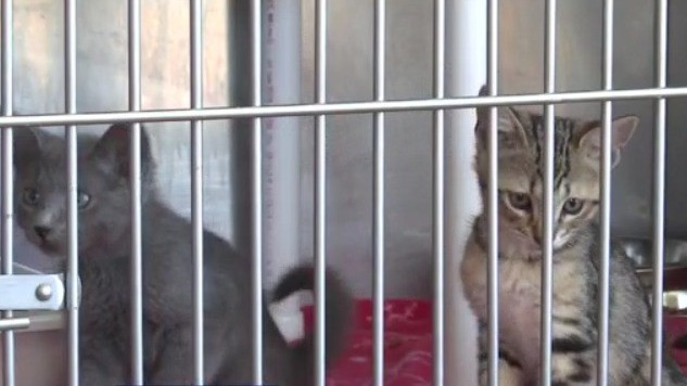 'Empty the Shelters' at SPCA Tampa Bay