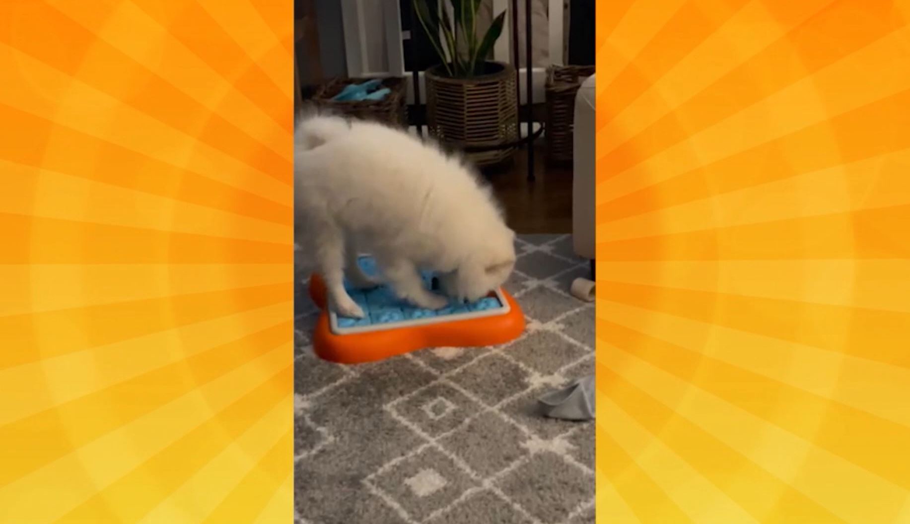 Good Day Pet Tricks for Jan. 22