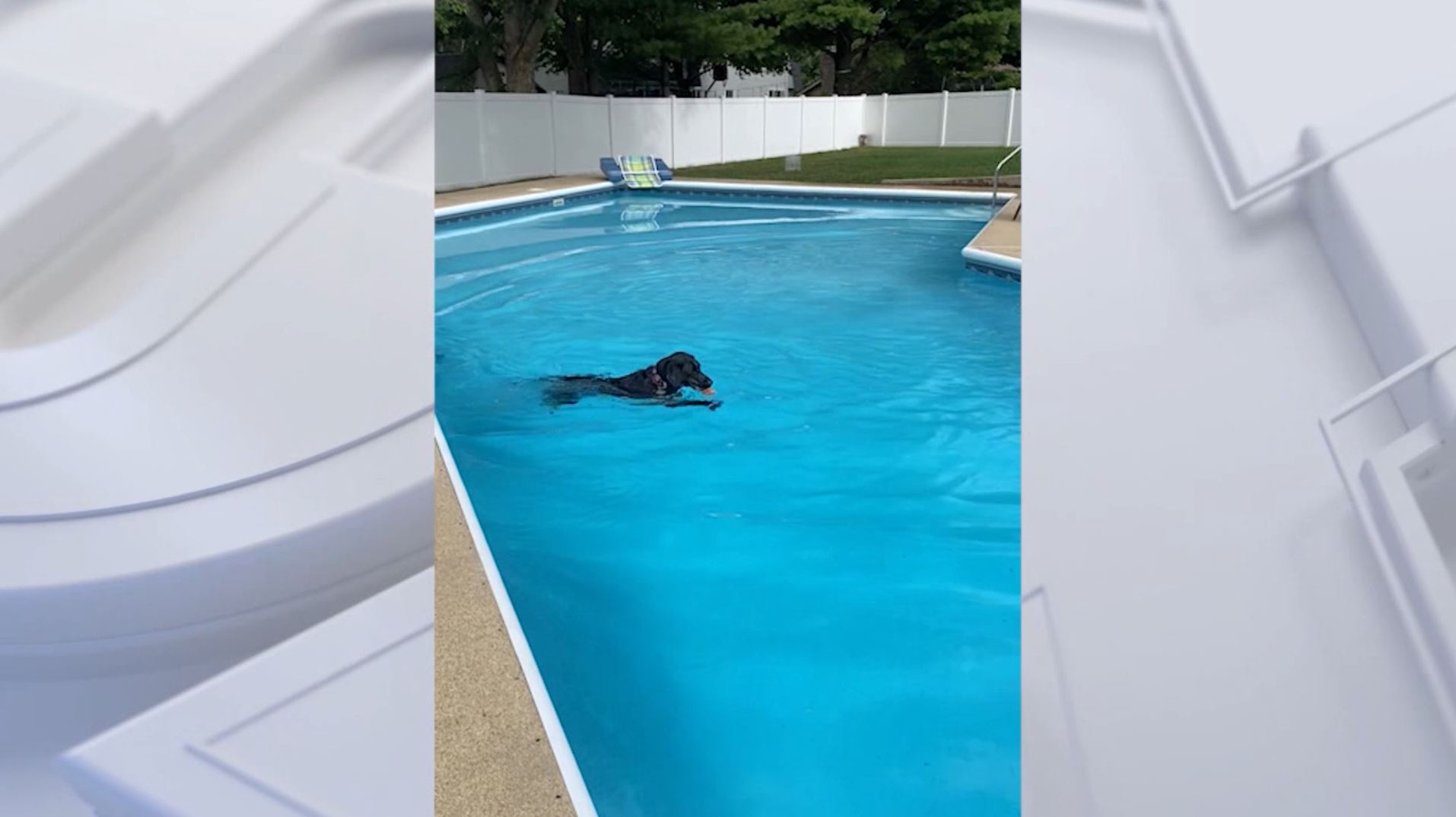 Good Day Pet Tricks for Jan. 30