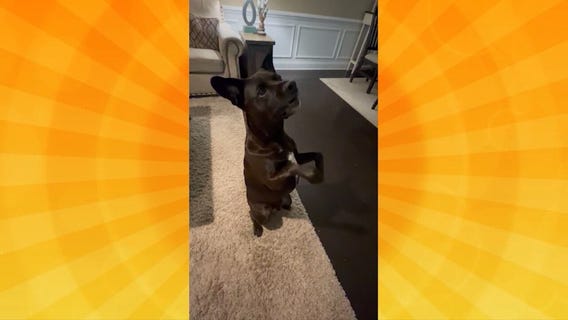 Good Day Pet Tricks for Jan. 9