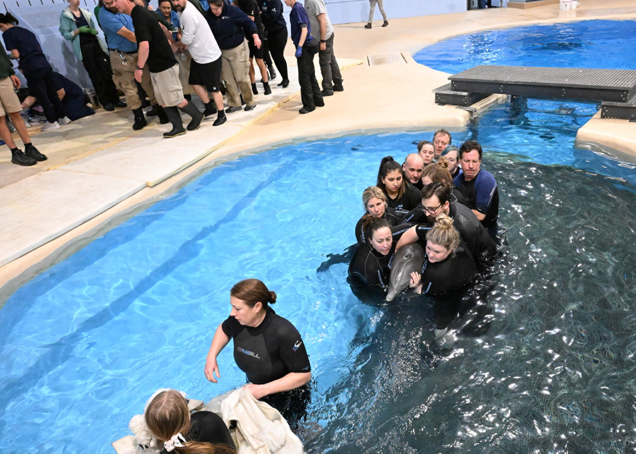 Dolphins return home to Brookfield Zoo after renovations completed
