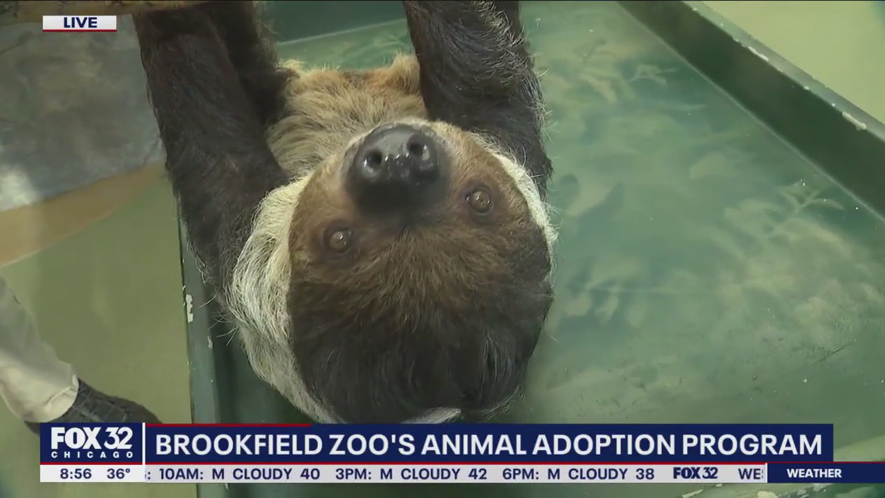 Brookfield Zoo has some great ideas for Valentine's Day.