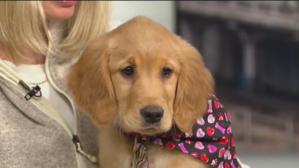 Golden Retriever meetup this weekend at Cody's Public House