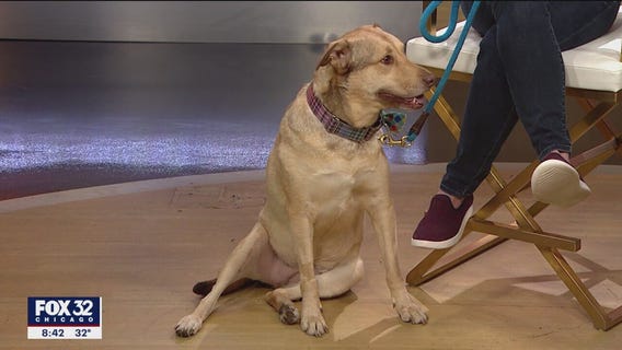 Raise the Woof Gala to raise funds for DuPage County Animal Services