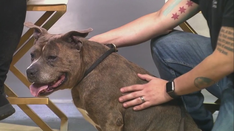 Shelter pup Oxana searches for forever home at Chicago Animal Care and Control