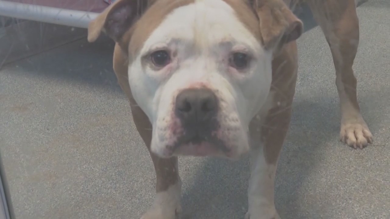 Dogs keep getting abandoned in northwest Indiana