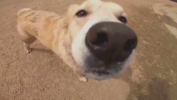 Indiana police sound alarm over surge in dog dumping cases