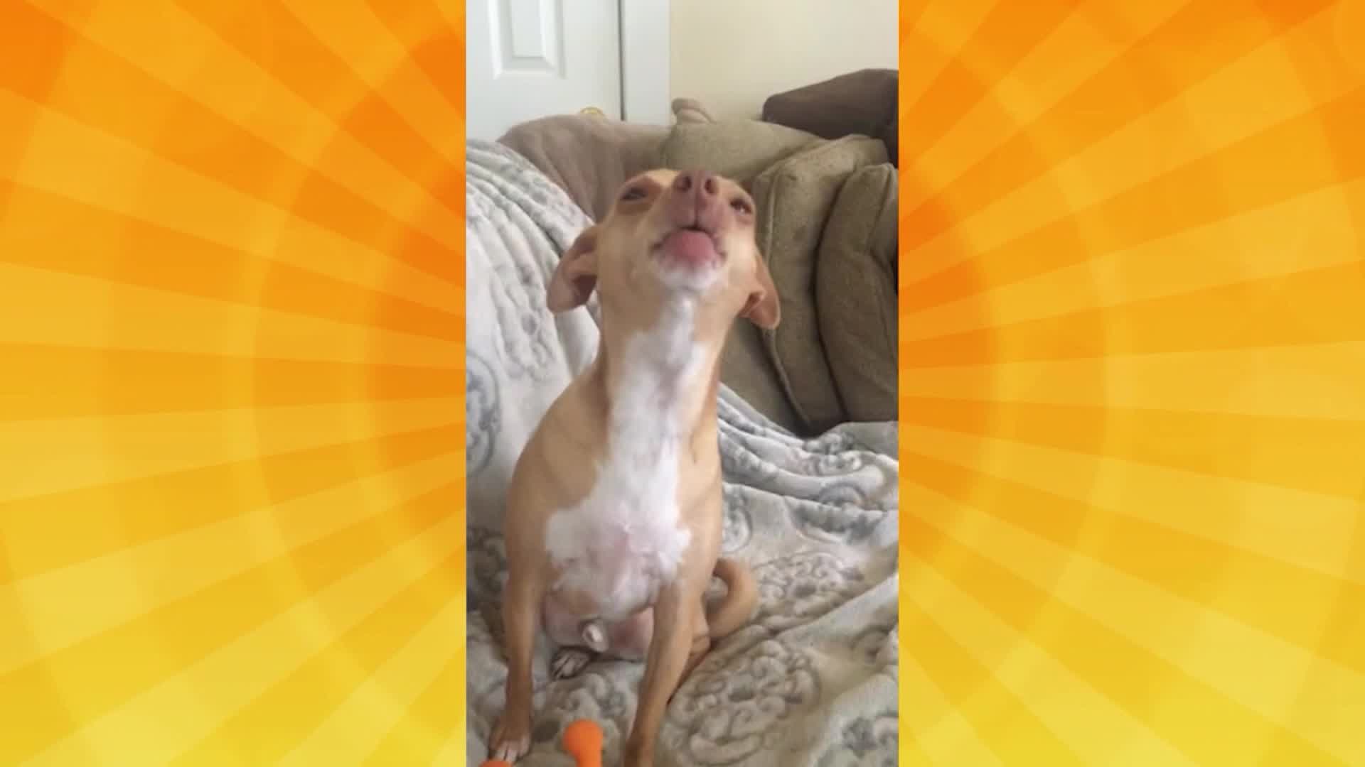 Good Day Pet Tricks for Feb. 6