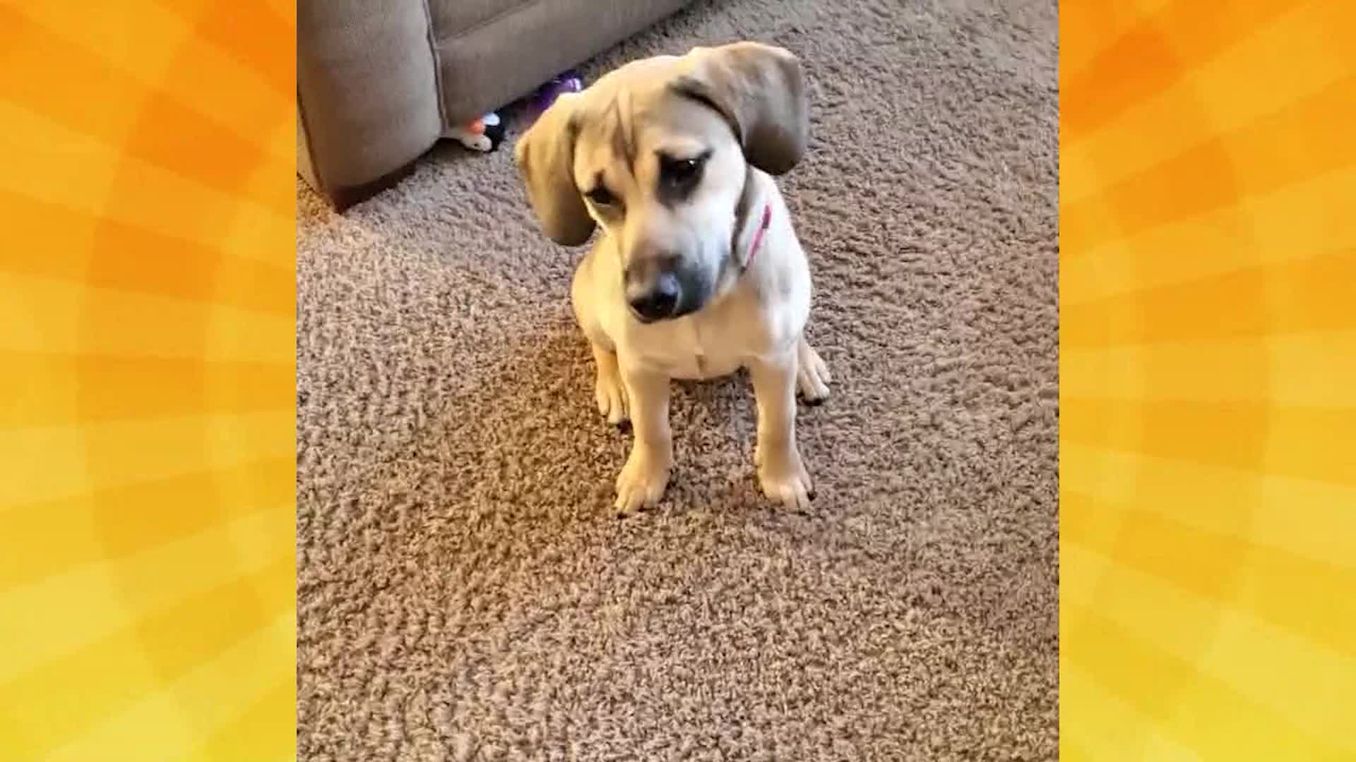 Good Day Pet Tricks for Feb. 7