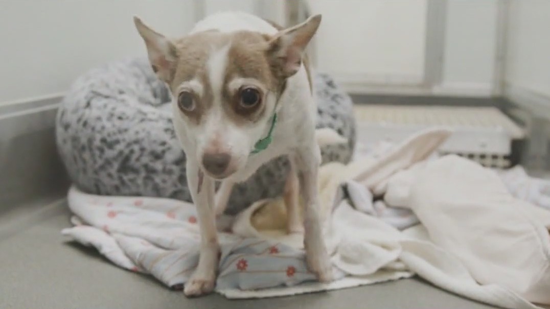 PAWS Chicago and Girl Scouts of Greater Chicago team up for purrfect partnership