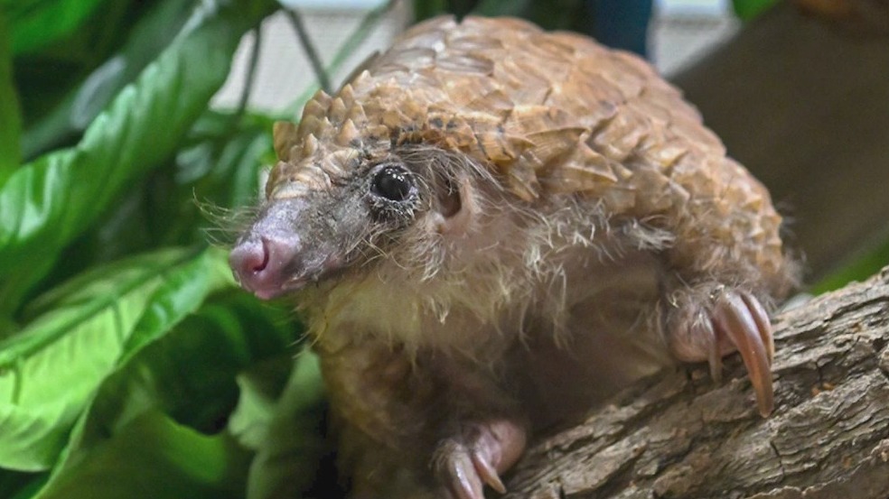 Brookfield Zoo celebrates World Pangolin Day