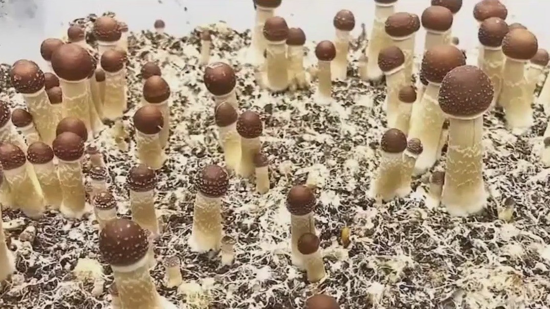 Illinois lawmakers work to decriminalize psychedelic mushrooms
