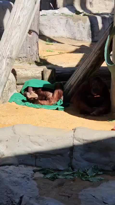 Bornean orangutan playing with blanket at ZooTampa during cold front | FOX 13 Tampa Bay