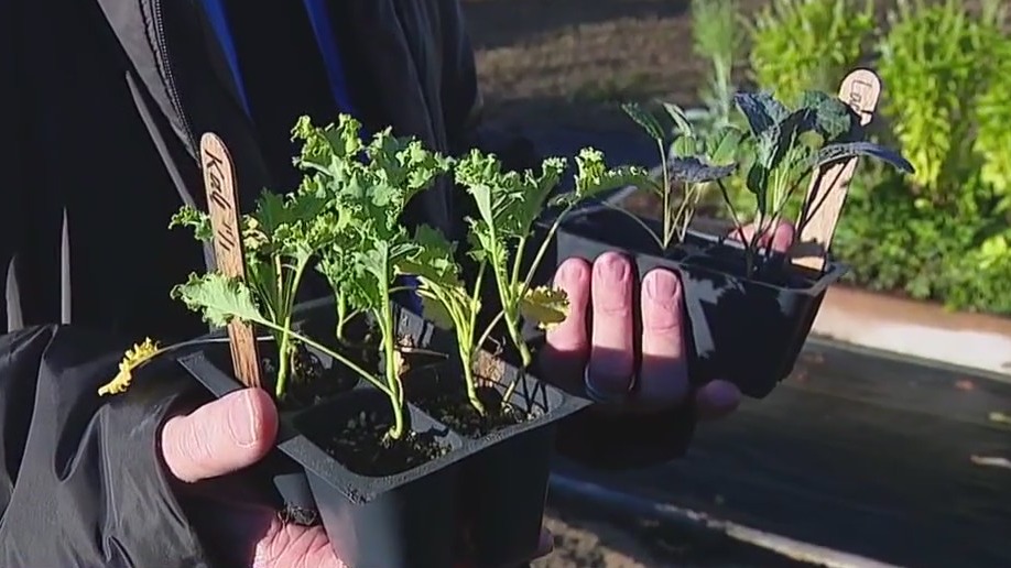 Planting kale in cold weather