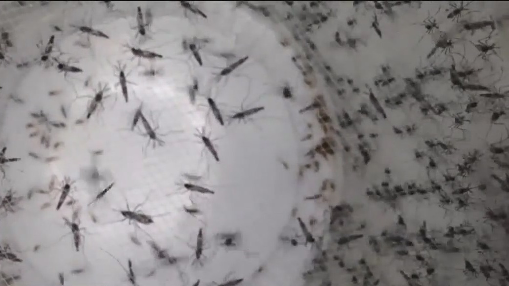 Why do mosquitoes thrive in droughts?