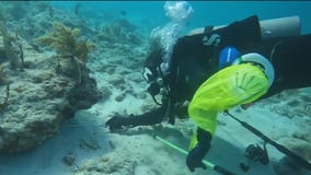 Tips & tricks for lobster diving