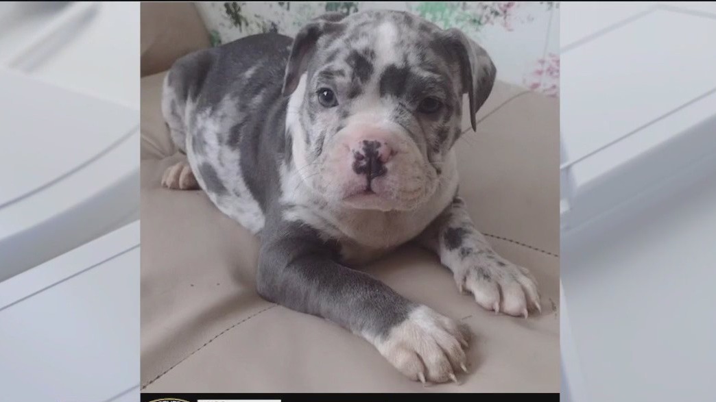 Bronx puppy theft: Suspects wanted in armed robbery