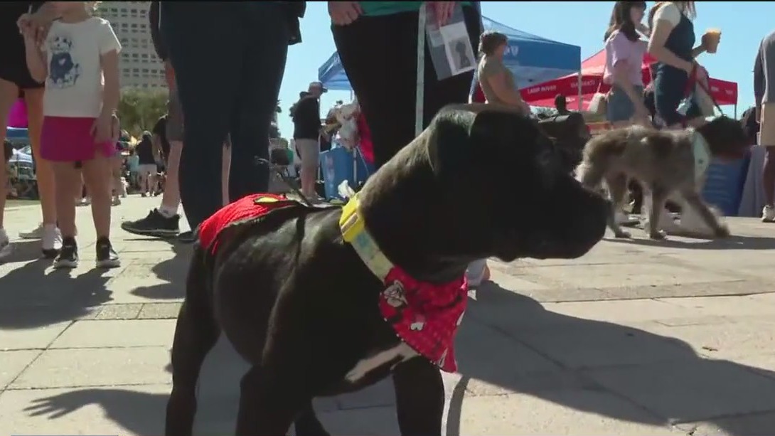 ?Bark in the Park? this Saturday