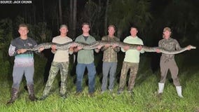 When is the best time to hunt pythons?
