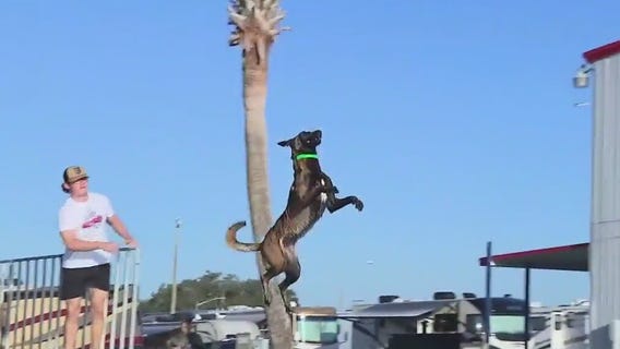 Charley's World | Strawberry Classic Dog Show