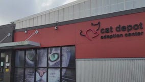 Charley's World | Cat Depot