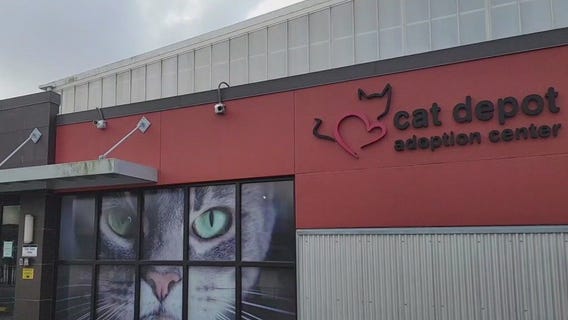 Charley's World | Cat Depot