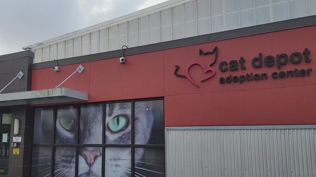 Charley's World | Cat Depot