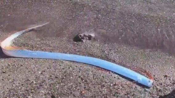 Debunking ?doomsay fish? tales