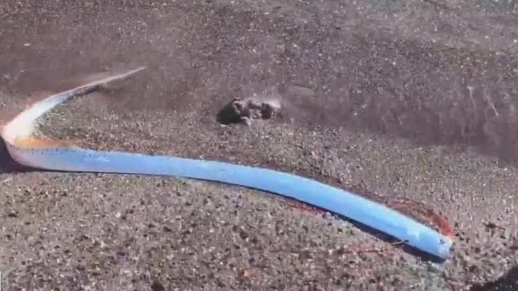 Debunking ?doomsay fish? tales