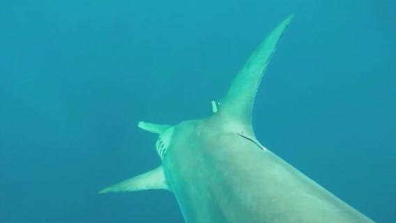 FAU researchers track bait thieves