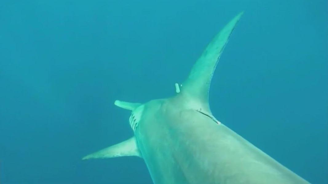 FAU researchers track bait thieves