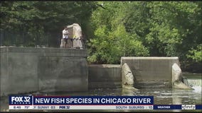 Fish returning to Chicago River in droves