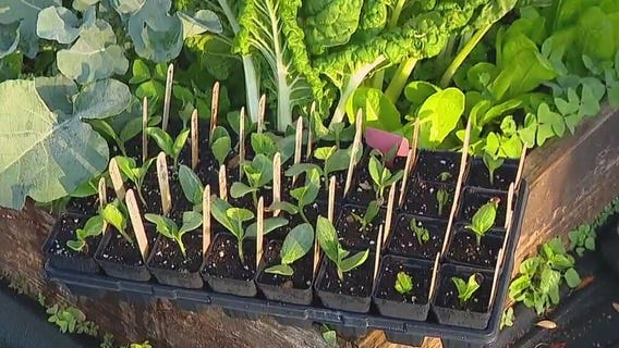 Preparing your garden for summer