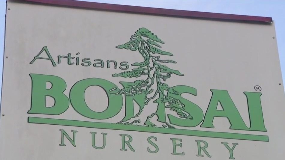 Charley's World | Artisans Bonsai