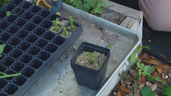 Proper propagation when pruning plants