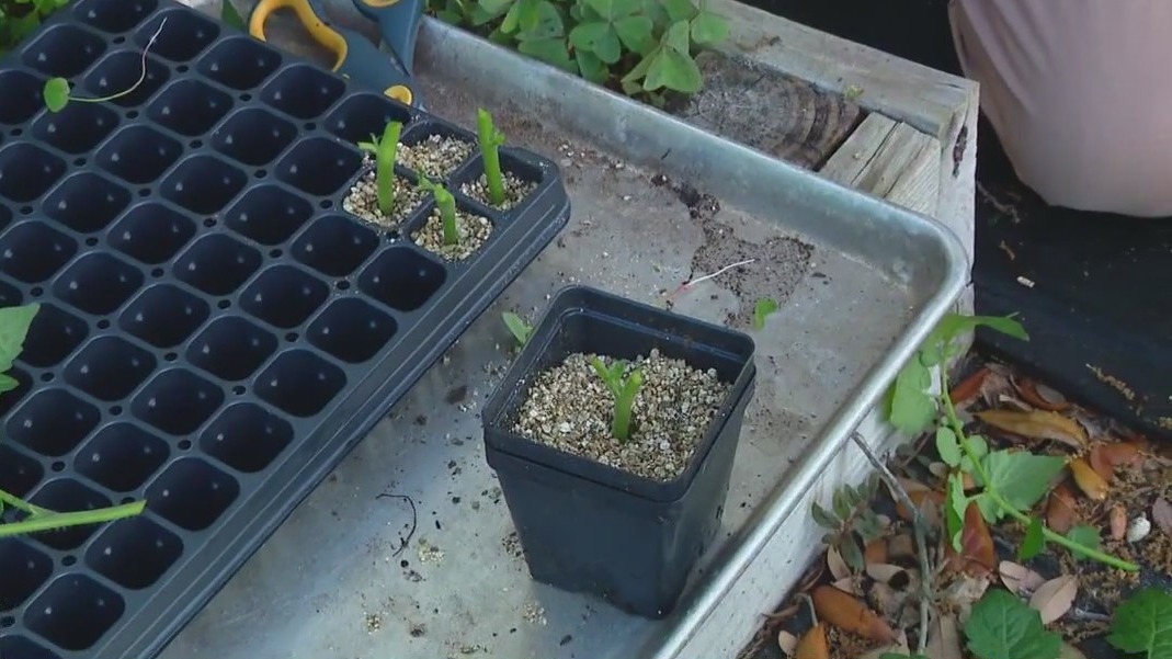 Proper propagation when pruning plants