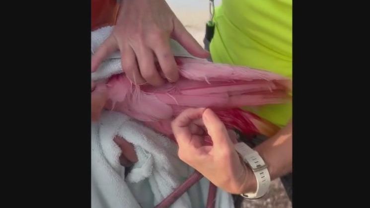 Good Samaritans save bird | FOX 13 Tampa Bay